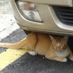 【画像】クルマを叩くとネコが救えるってどういうこと？　寒くなるこの時期はみんな「猫バンバン」をやって!! 〜 画像1