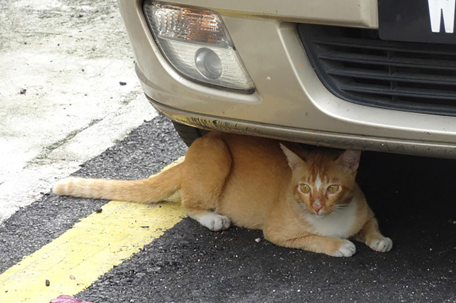 「#猫バンバン」プロジェクトとは 〜 画像1