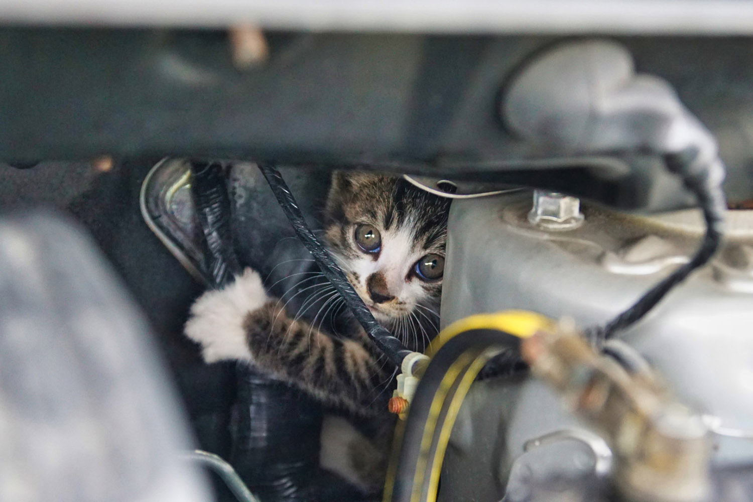 「#猫バンバン」プロジェクトとは