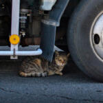 【画像】クルマを叩くとネコが救えるってどういうこと？　寒くなるこの時期はみんな「猫バンバン」をやって!! 〜 画像3