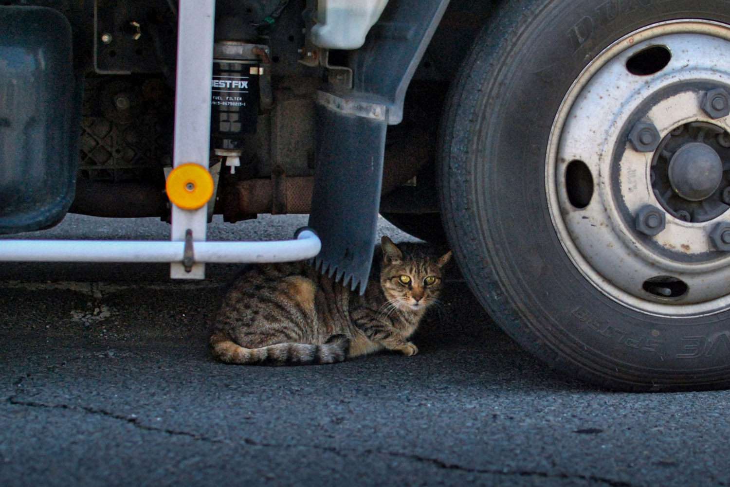 トラックの車体の下に座る猫