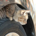 【画像】クルマを叩くとネコが救えるってどういうこと？　寒くなるこの時期はみんな「猫バンバン」をやって!! 〜 画像4