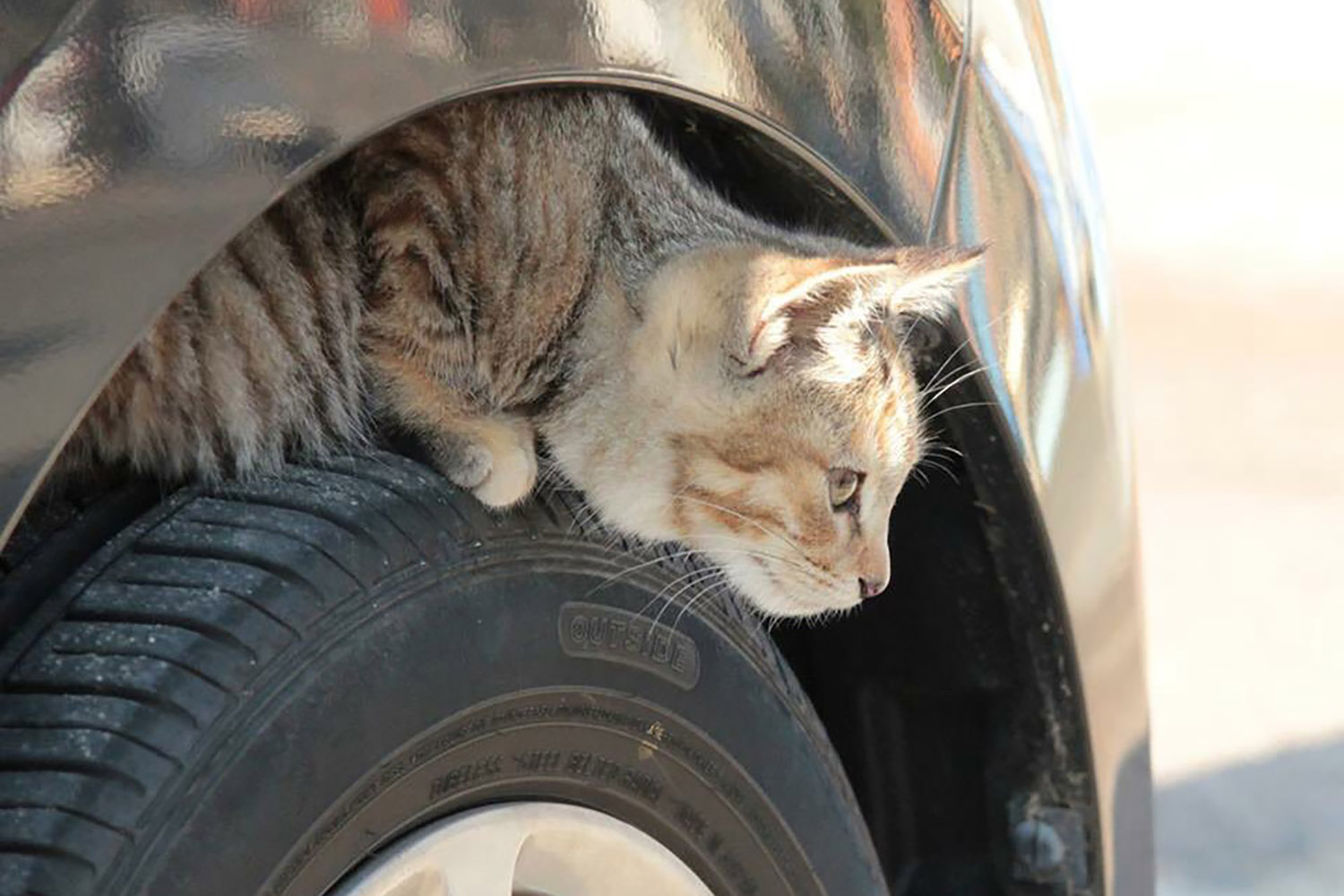 ホイールハウスに入り込む猫