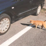 【画像】クルマを叩くとネコが救えるってどういうこと？　寒くなるこの時期はみんな「猫バンバン」をやって!! 〜 画像5