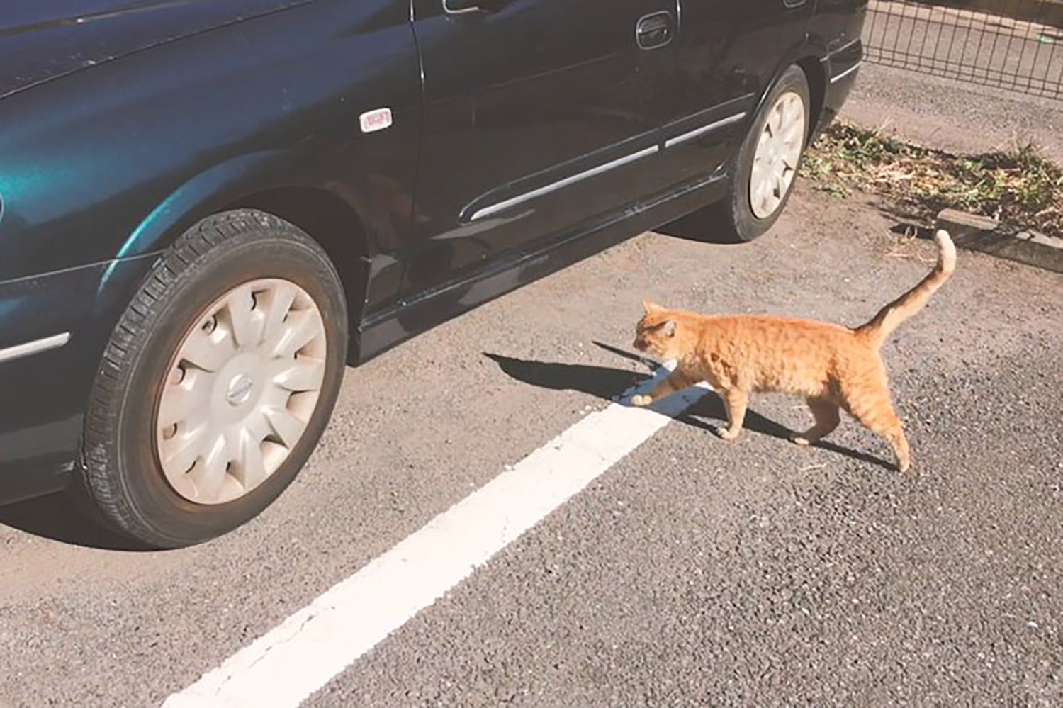 「#猫バンバン」プロジェクトとは 〜 画像5