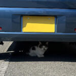 【画像】クルマを叩くとネコが救えるってどういうこと？　寒くなるこの時期はみんな「猫バンバン」をやって!! 〜 画像6