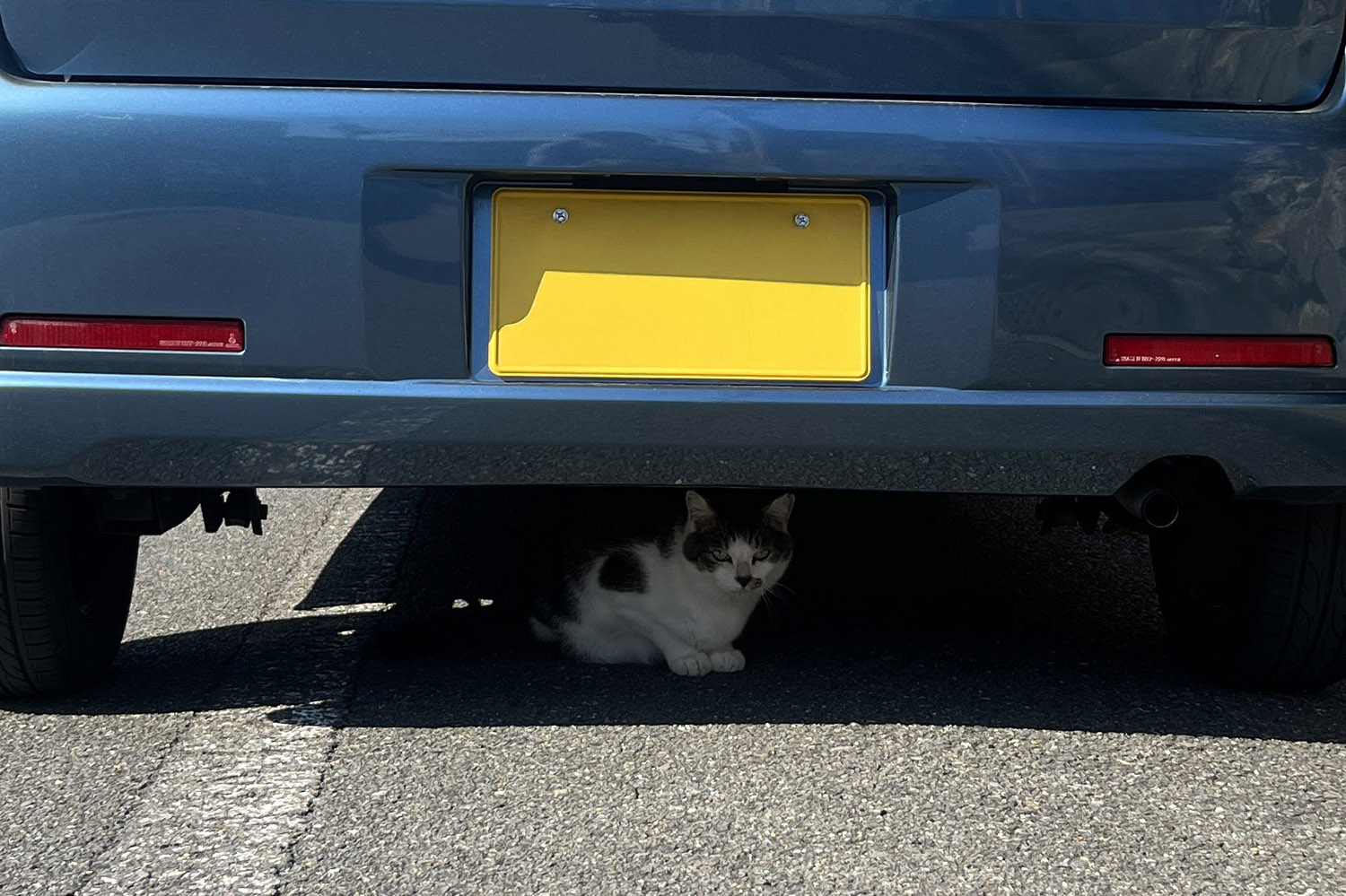 「#猫バンバン」プロジェクトとは 〜 画像6