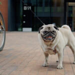 【画像】自転車に乗って「犬の散歩」は道交法違反の可能性大！　警視庁も違反と明言していた!! 〜 画像1