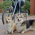 自転車に乗って「犬の散歩」は道交法違反の可能性大！　警視庁も違反と明言していた!!