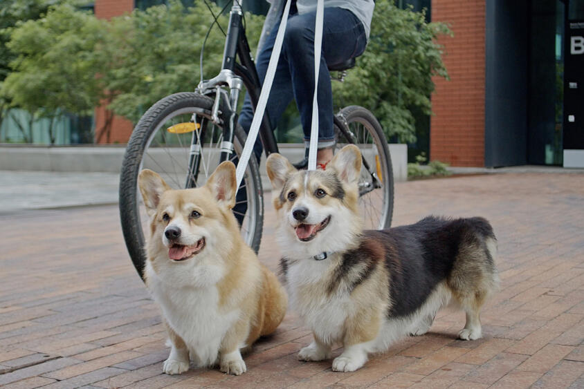 自転車に乗って「犬の散歩」は道交法違反の可能性大！　警視庁も違反と明言していた!!