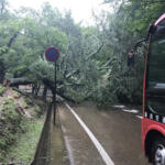 「飛び出た街路樹」「道路の穴」避けられなくてクルマを破損した！　これって道路の管理側が損害賠償してくれるの？