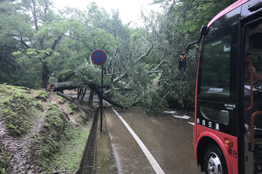 「飛び出た街路樹」「道路の穴」避けられなくてクルマを破損した！　これって道路の管理側が損害賠償してくれるの？