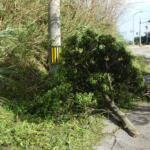 【画像】「飛び出た街路樹」「道路の穴」避けられなくてクルマを破損した！　これって道路の管理側が損害賠償してくれるの？ 〜 画像1