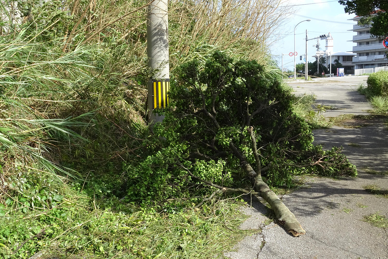 倒木のイメージ 〜 画像1