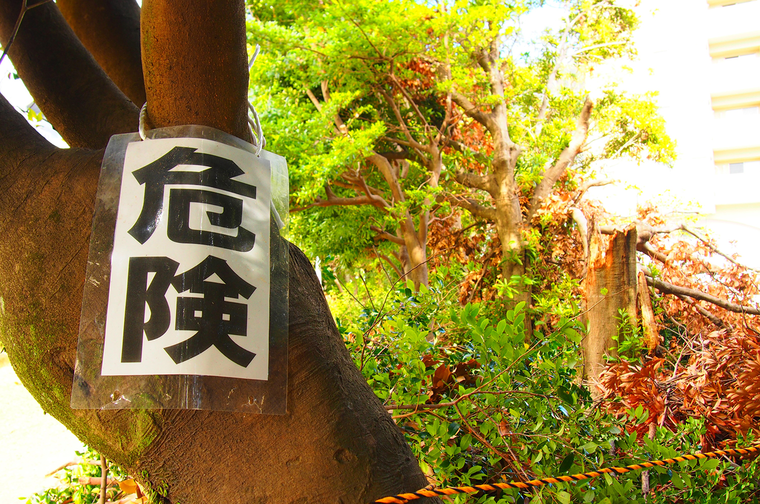 倒木のイメージ