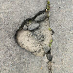 【画像】「飛び出た街路樹」「道路の穴」避けられなくてクルマを破損した！　これって道路の管理側が損害賠償してくれるの？ 〜 画像5