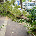 【画像】「飛び出た街路樹」「道路の穴」避けられなくてクルマを破損した！　これって道路の管理側が損害賠償してくれるの？ 〜 画像3