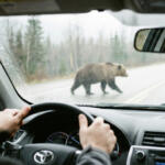 クルマを運転中「クマ」に遭遇したら？　クラクションやパッシングで追っ払おうは論外！　極力刺激せずに距離を取るが最善策だった
