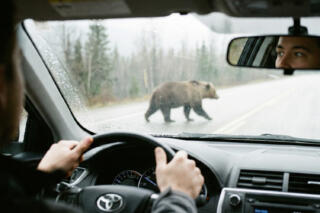 ドライブ中にクマと遭遇したら