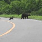【画像】クルマを運転中「クマ」に遭遇したら？　クラクションやパッシングで追っ払おうは論外！　極力刺激せずに距離を取るが最善策だった 〜 画像2