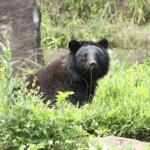 【画像】クルマを運転中「クマ」に遭遇したら？　クラクションやパッシングで追っ払おうは論外！　極力刺激せずに距離を取るが最善策だった 〜 画像4