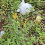 【画像】一般人立ち入り禁止エリアに散乱するゴミ！　港湾施設周辺のマナーが酷すぎる!! 〜 画像4