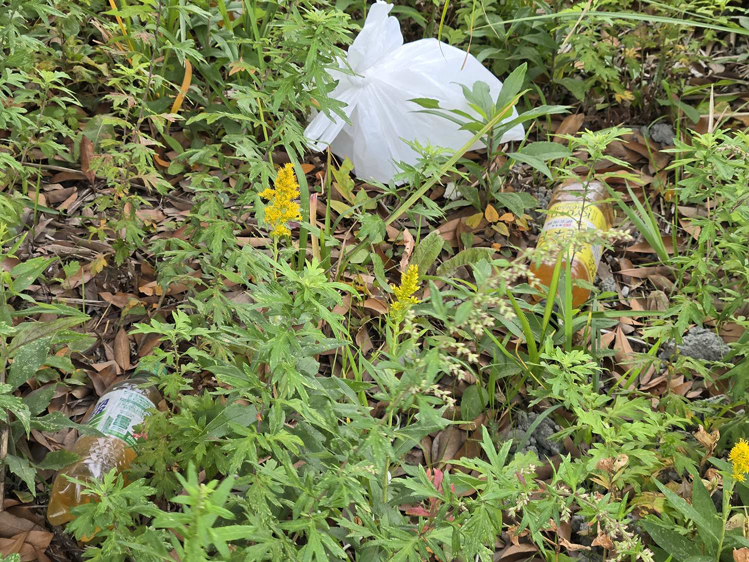 ふ頭に捨てられたゴミのイメージ