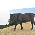 【画像】【試乗】VWティグアンはディーゼルの魅力たっぷり！　安定性も抜群だけど気になる課題もアリ 〜 画像66