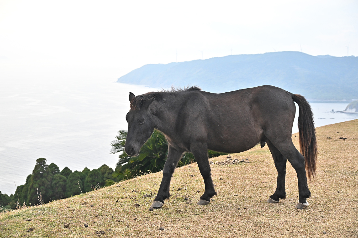 フォルクスワーゲン・ティグアン 4MOTION TDIを中谷明彦が試す 〜 画像66