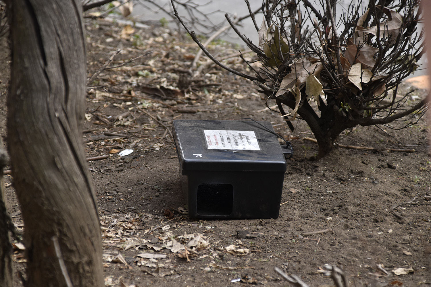 ドブネズミ駆除箱のイメージ