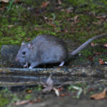 【画像】大都会の道路脇に謎のブラックボックスを多数発見！　怪しげな箱の中身とは？ 〜 画像10