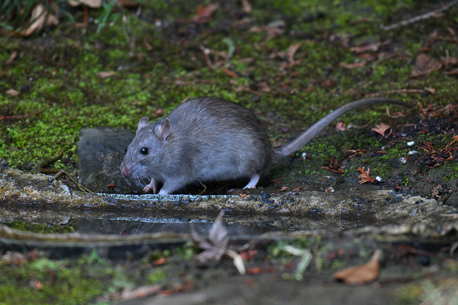 ドブネズミのイメージ