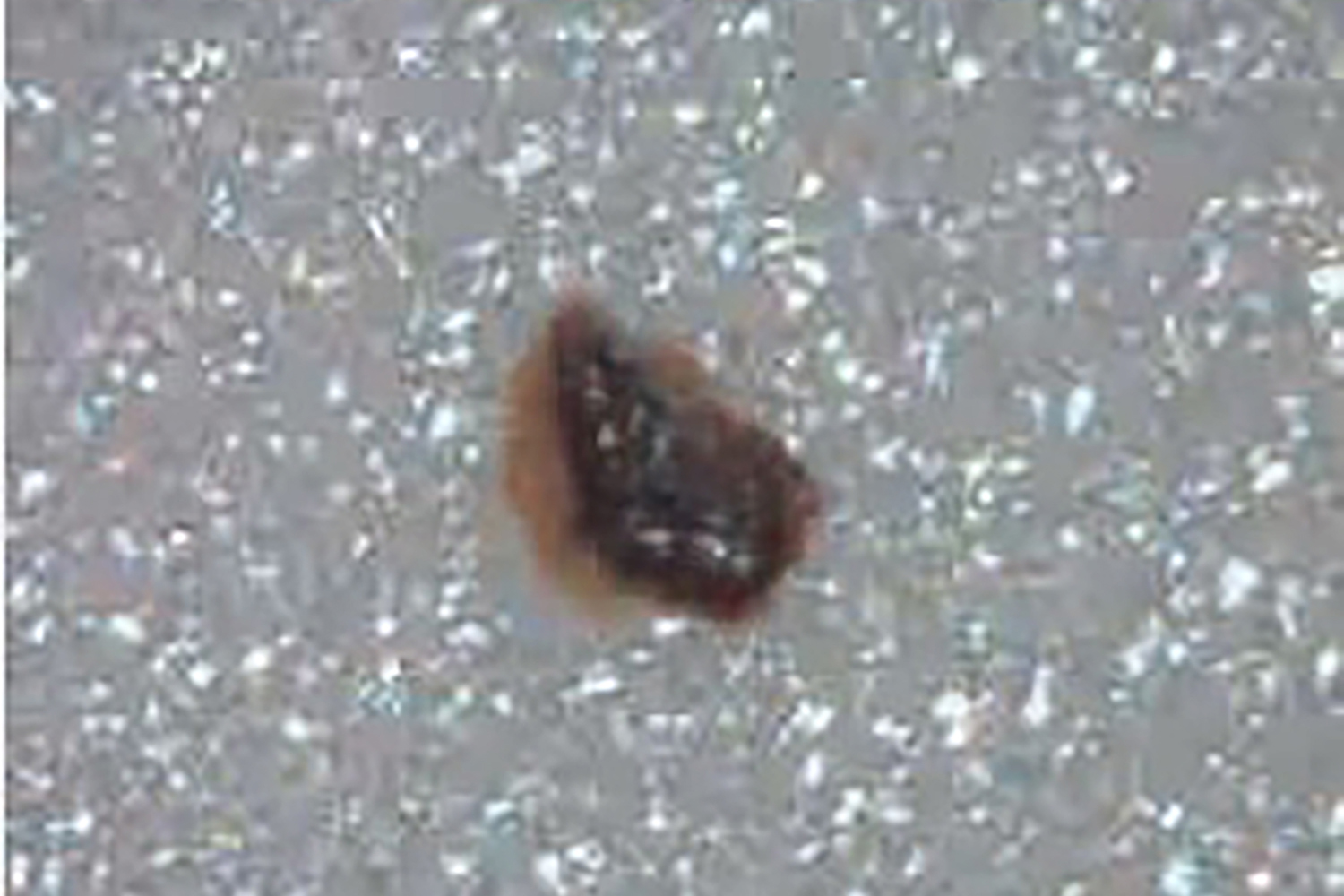 クルマの塗装を蝕む鉄粉の正体と正しい対処法 〜 画像6