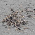 【画像】ただの砂浜のゴミを拾うだけ……じゃないからホンダなのだ！　「Hondaビーチクリーン」で見せつける技術屋魂とは!! 〜 画像32