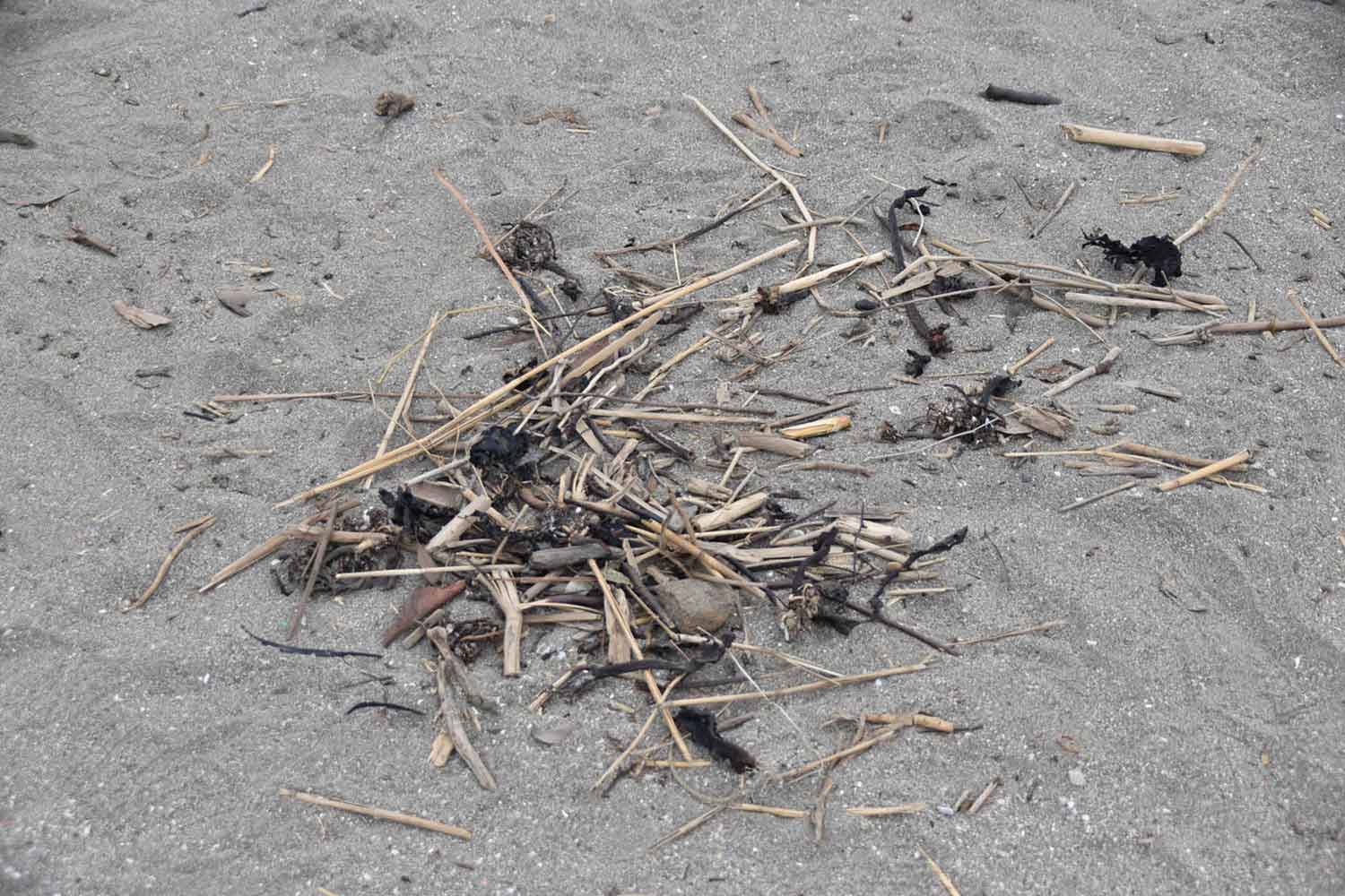 年間で7247人が参加した「Hondaビーチクリーン」が日本全国で根強く続くワケ 〜 画像32