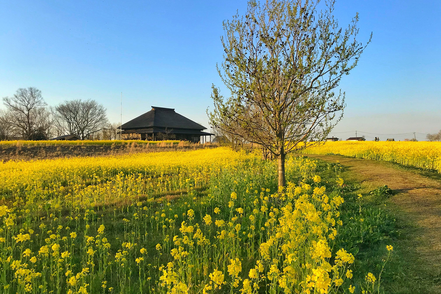 福島潟の菜の花畑
