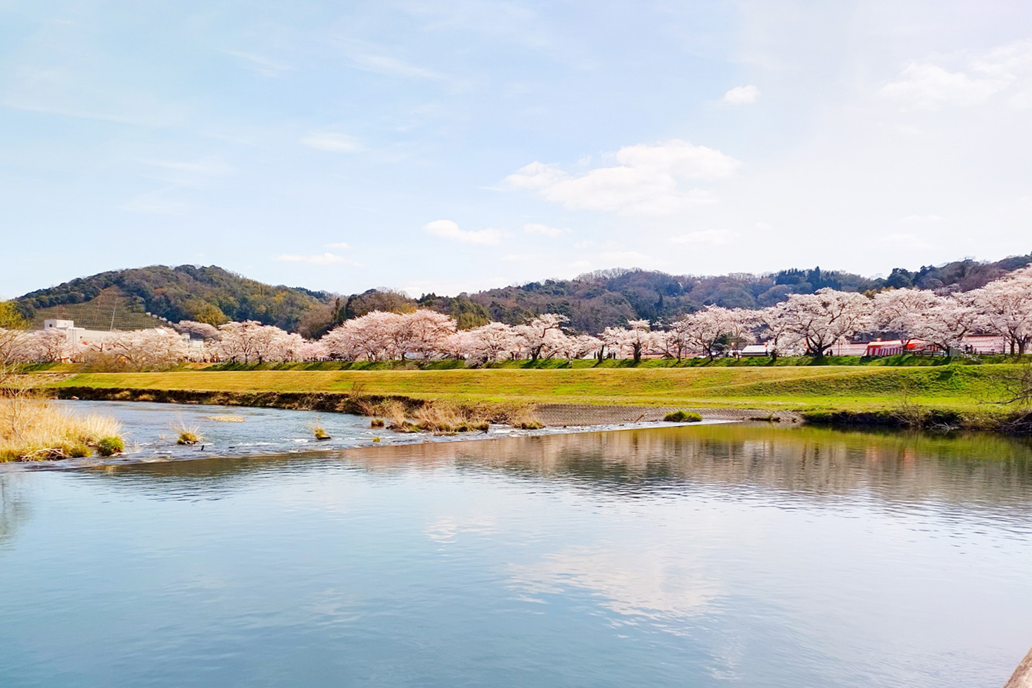 雲南市にある観光名所「斐伊川堤防桜並木」 〜 画像14