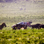 【画像】勝田が勝った！　日本人34年ぶりのWRC優勝の快挙はトヨタのサファリラリー６年連続勝利でもある!! 〜 画像17