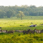【画像】日本人34年ぶりの快挙はどうやって達成された？　勝田貴元が語るWRC初優勝のウラ側 〜 画像91