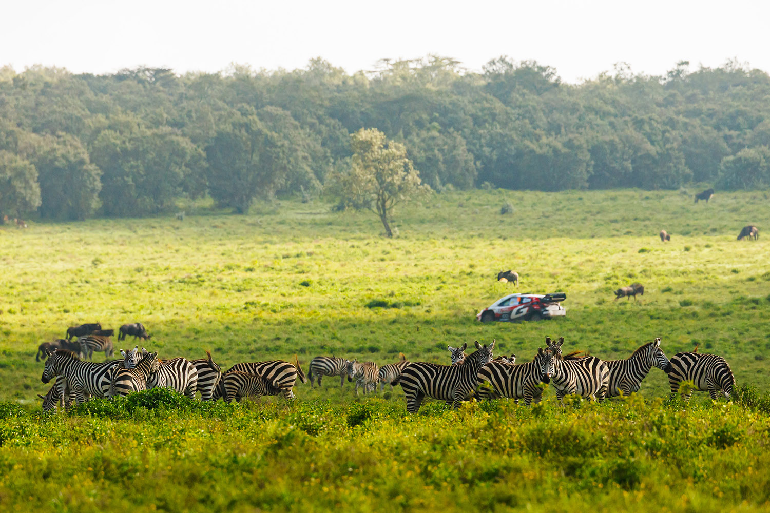 勝田貴元が語ったWRC初優勝の本当の勝因 〜 画像91