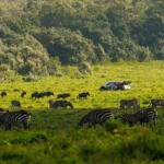 【画像】日本人34年ぶりの快挙はどうやって達成された？　勝田貴元が語るWRC初優勝のウラ側 〜 画像92