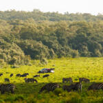 【画像】日本人34年ぶりの快挙はどうやって達成された？　勝田貴元が語るWRC初優勝のウラ側 〜 画像93