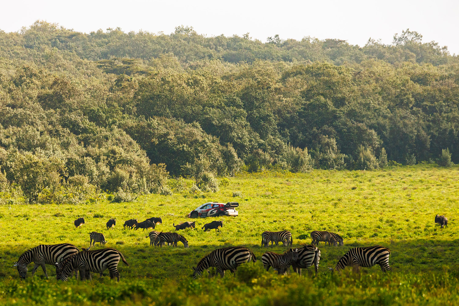 勝田貴元が語ったWRC初優勝の本当の勝因 〜 画像93