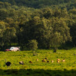 【画像】日本人34年ぶりの快挙はどうやって達成された？　勝田貴元が語るWRC初優勝のウラ側 〜 画像94