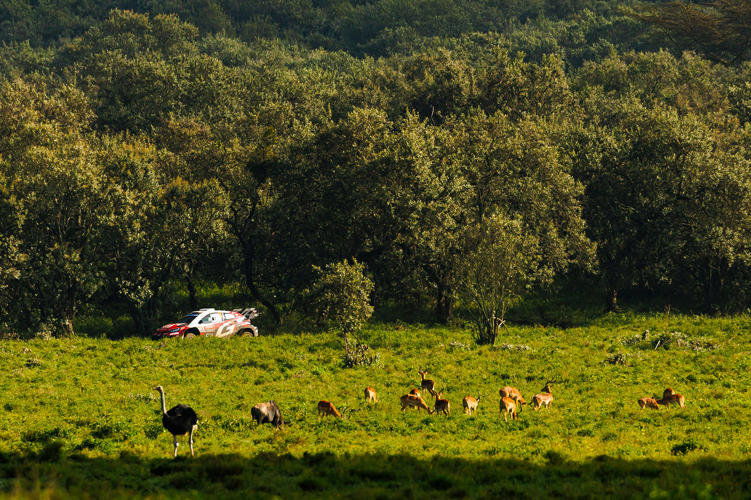 勝田貴元が語ったWRC初優勝の本当の勝因 〜 画像94