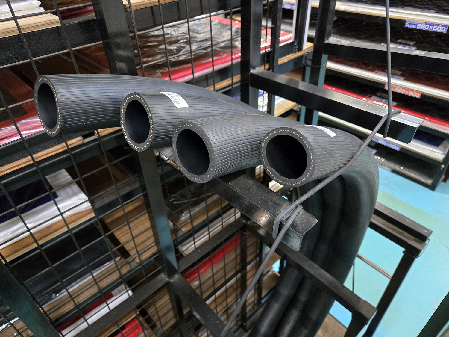 外側に反って生えている謎の牙の正体とは 〜 画像5