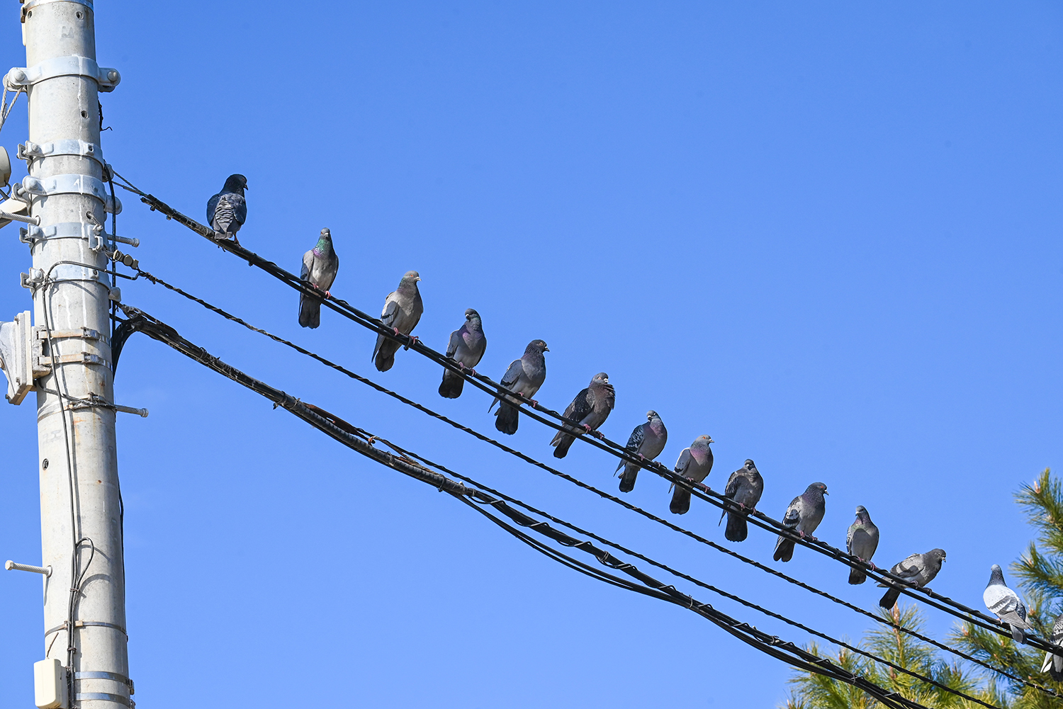 電線に止まった野鳥のイメージ 〜 画像5