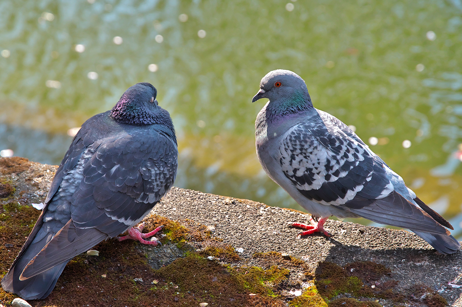 鳩のイメージ