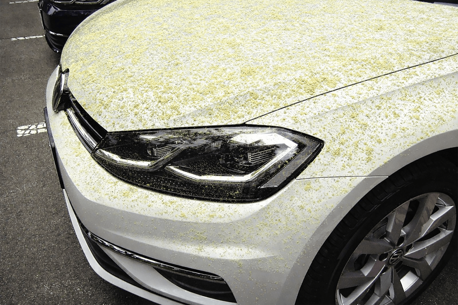 洗車マイスターが教える覚えておきたい「花粉」と「黄砂」の安全な落とし方 〜 画像8