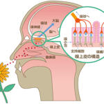 【画像】悪臭を芳香剤でごまかす……は最悪の手法！　自動車メーカーが本気で取り組む「車内の香り」事情 〜 画像25